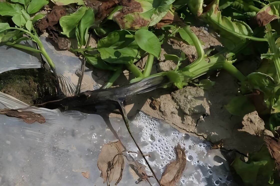 马铃薯茎腐病识别